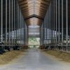 Vaci Holstein cu crotalii la urechi, mâncând la iesle pe ambele laturi ale unui adăpost modern de fermă