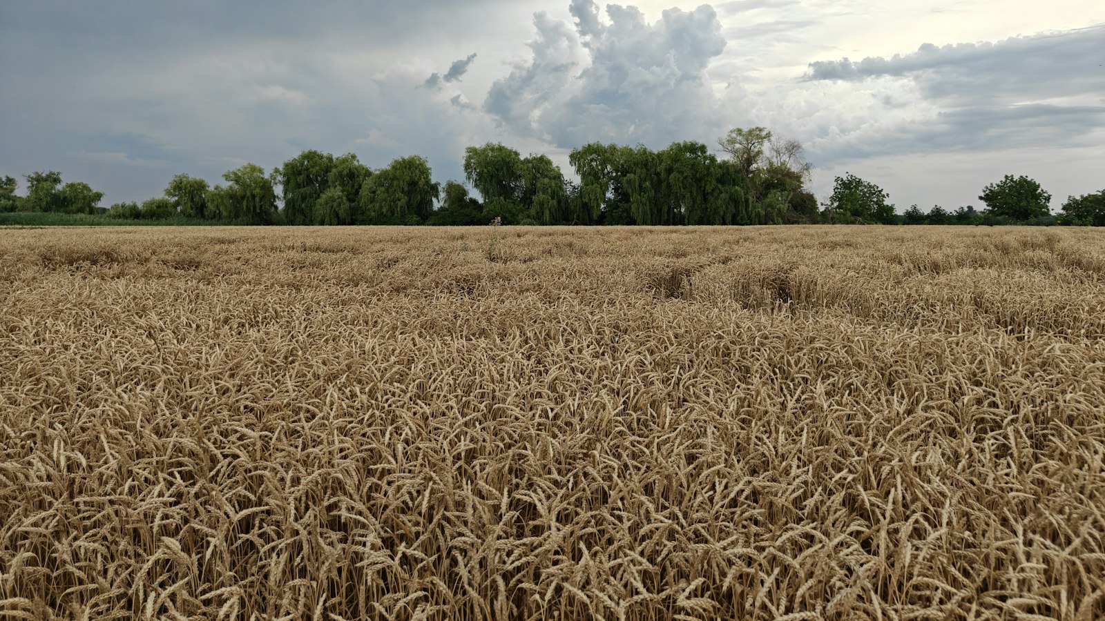 Asigurarea culturilor agricole: riscurile acoperite și excluderile care contează la daună